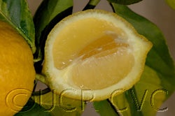 AllenVariegatedEurekactc3007_61