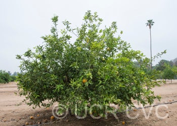 AllspicetangeloCRC4143_2