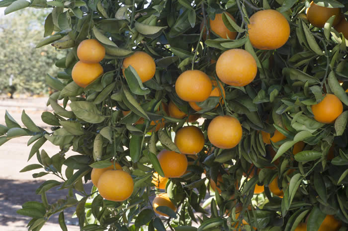 AllspicetangeloCRC4143_3