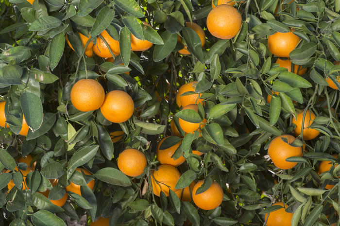 AllspicetangeloCRC4143_5