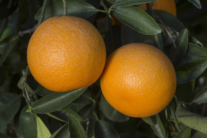 AllspicetangeloCRC4143_6