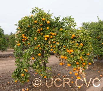 AltoonatangorCRC2792_1