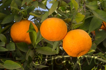 AltoonatangorCRC2792_3