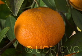 AltoonatangorCRC2792_5