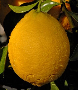 AmberEurekacrc2429_9