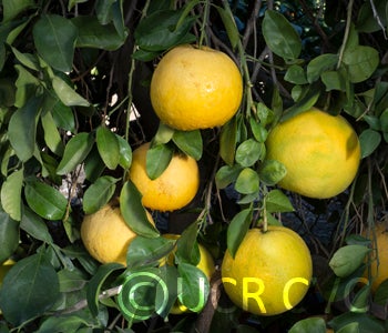 Anseikan pummelo hybrid CRC3979003