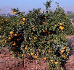 Aoshima Satsuma mandarin crc4066000