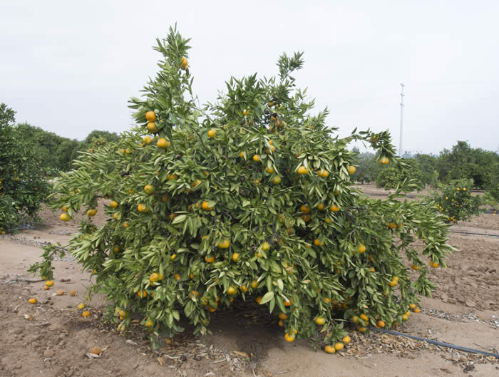 Aoshima Satsuma mandarin crc40660001