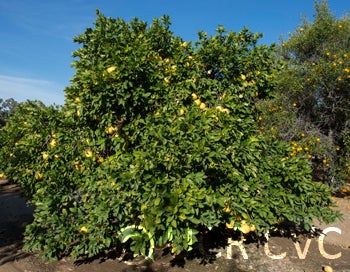 Arajon pummelo CRC2596002