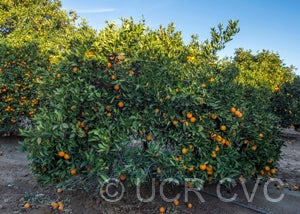 Argentina sweet orange CRC2802002