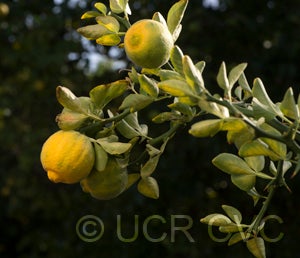 Argentina trifoliate CRC3206004