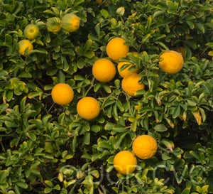 Argentina trifoliate CRC3206005