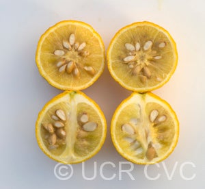 Argentina trifoliate CRC3206006