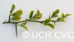Argentina trifoliate CRC3206007