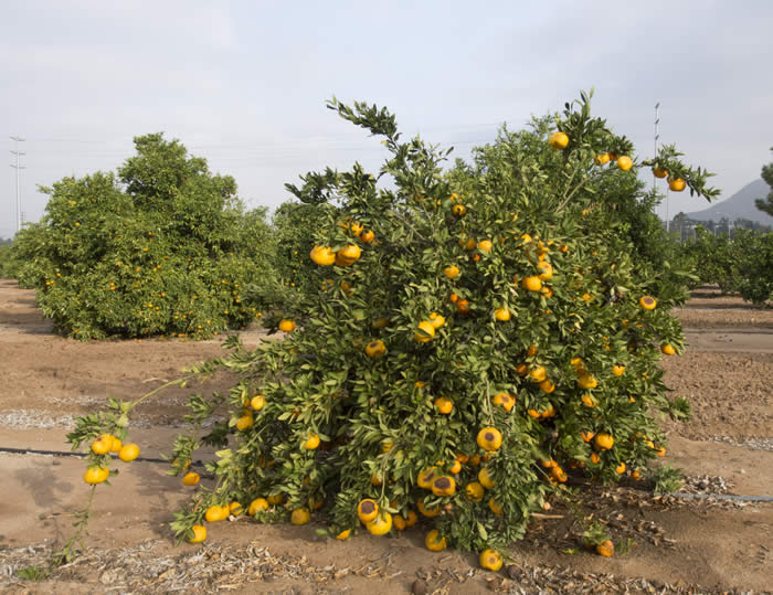 Armstrong satsuma mandarin CRC4064001