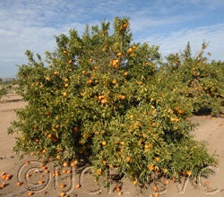 Arrufatina Celementina CVC4184002