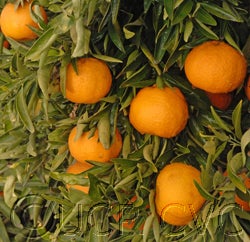 Arrufatina Celementina CVC4184003