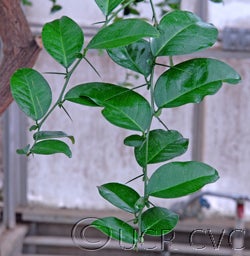 Atalantia ceylanica crc3287002