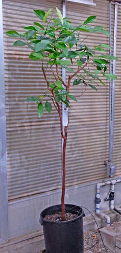 Atalantia roxburghiana crc4190001