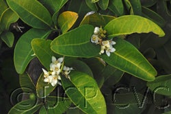 Atalantia ceylanica crc3287006