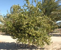 Atalantia ceylanica crc3287008