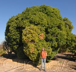 Atalantia citroides crc1430003