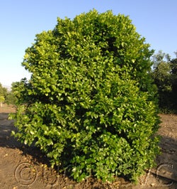 Atalantia monophyllacrc4189002