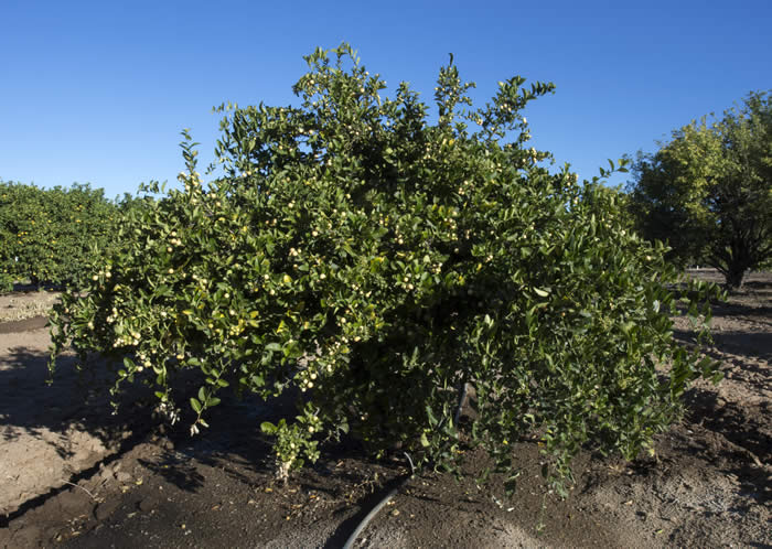 Atalantia zeylanica CRC3725001