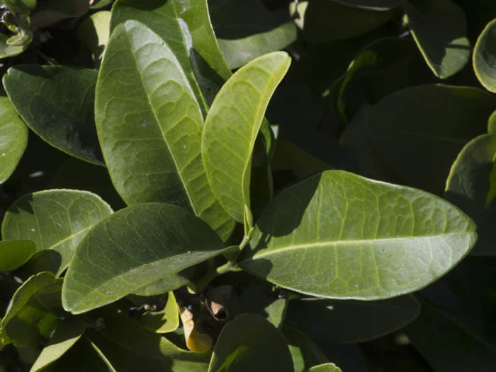 Atalantia zeylanica CRC3725003