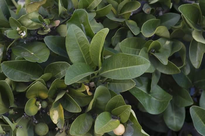 Atalantia zeylanica CRC3725004