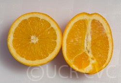 Atwood navel orange CRC3791004