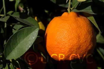 Australian red Rangpur lime CRC2319006