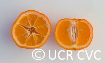 Australian red Rangpur lime CRC2319008