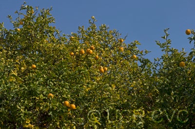 Australian trifoliate CRC3151004