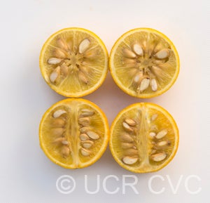 Australian trifoliate CRC3151005