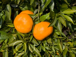 Avana apireno mandarin crc4163003