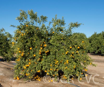 Avana apireno mandarin crc416300167