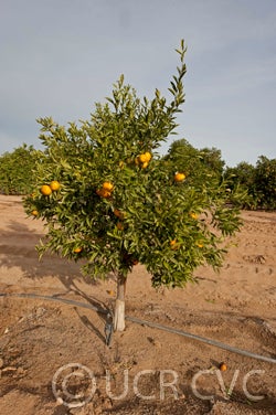 Avana tardivo di Ciaculli mandarin crc4162014