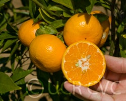 vAvana tardivo di Ciaculli mandarin crc4162005