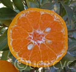 Avana apireno mandarin crc4163002