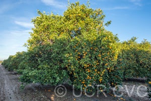 Aziza sweet orange CRC3403001