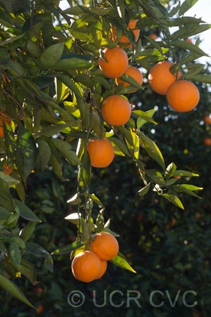 Aziza sweet orange CRC3403002