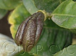 Buddha’s Hand citron crc3768005