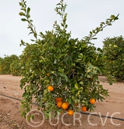 Bahianinha Araras navel orange crc4168006