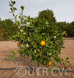 Bahianinha SRA 513 navel orange crc4167003