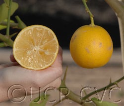 Bahman Persian CVC4174003