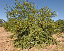 Bahman Persian CVC4174004