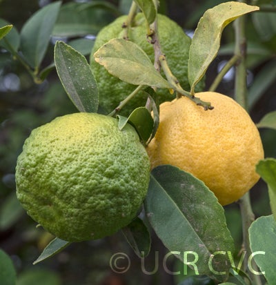 Bakrai mandarin x limetta hybrid CRC3776003