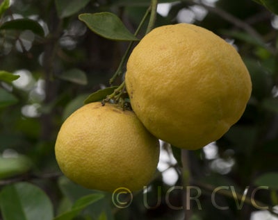 Bakrai mandarin x limetta hybrid CRC3776004