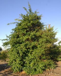 Balsamo citrus daweii CRC3514001